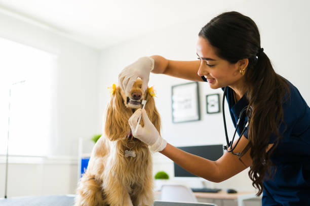 From dental care to emergency services, Beverly Oaks Animal Hospital is your partner in pet health. Visit our site to explore our services and book your visit! bit.ly/3UrrRIH #VeterinaryExcellence #PetWellness