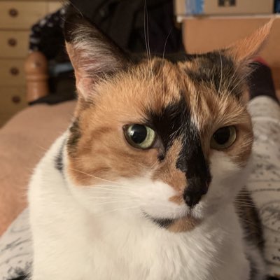 #NewProfilePic

My beautiful furriend Arwen who I live with 
#CalicoCrew #CatsAreFamily #Caturday