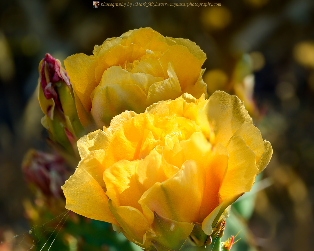 Dos Flores de Cactus 25464
Photography by Mark Myhaver  
myhaverphotography.pixels.com/featured/dos-f…  
#cactusflowers #sonorandesert #southwest #arizona #myhaverphotography