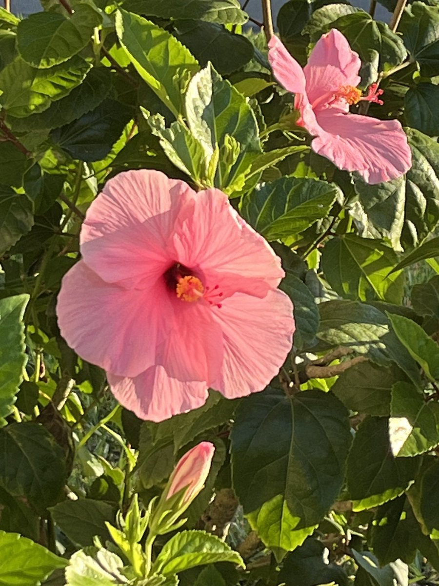 GordonHarmony's tweet image. Beautiful. 

I love that you are my sister in Christ.  The true Christian path includes unity.  I celebrate our unity. 

#CatholicUnity 

Blessings upon you and your family.