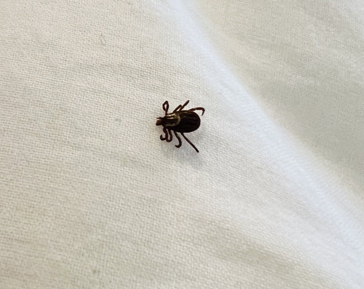 It’s critter season. This was crawling around on my bed. This is why I use white bedding. Now I need my husband to “check me for ticks”.😫
