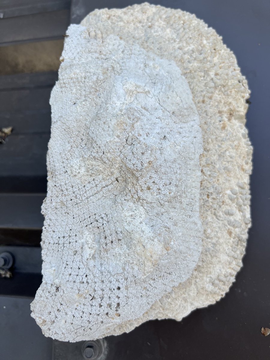 Merrell-Ann Phare tweet media