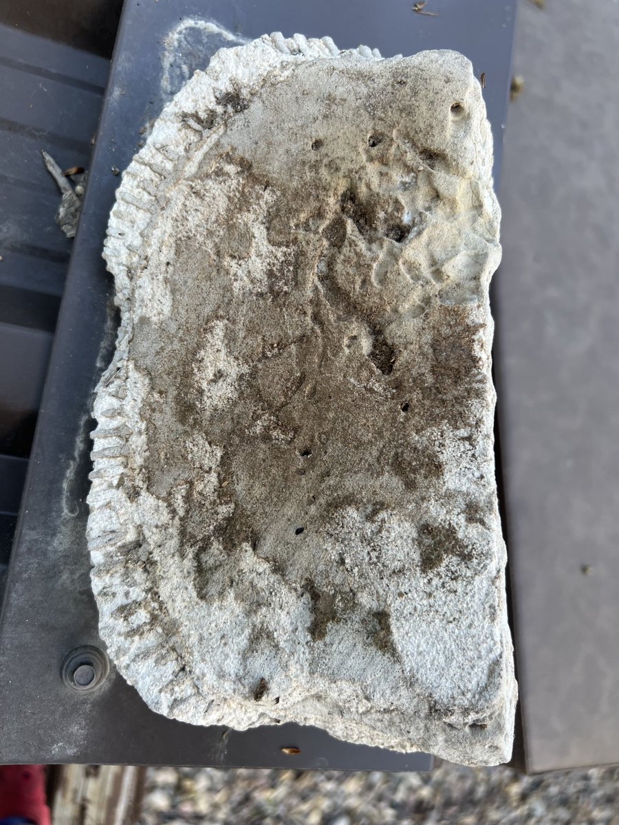 Merrell-Ann Phare tweet media