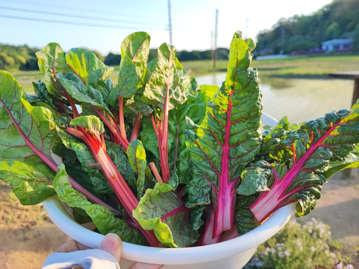 I harvested a lot of Swiss chard.
#INASHIKINEST #homegrown #vegetables