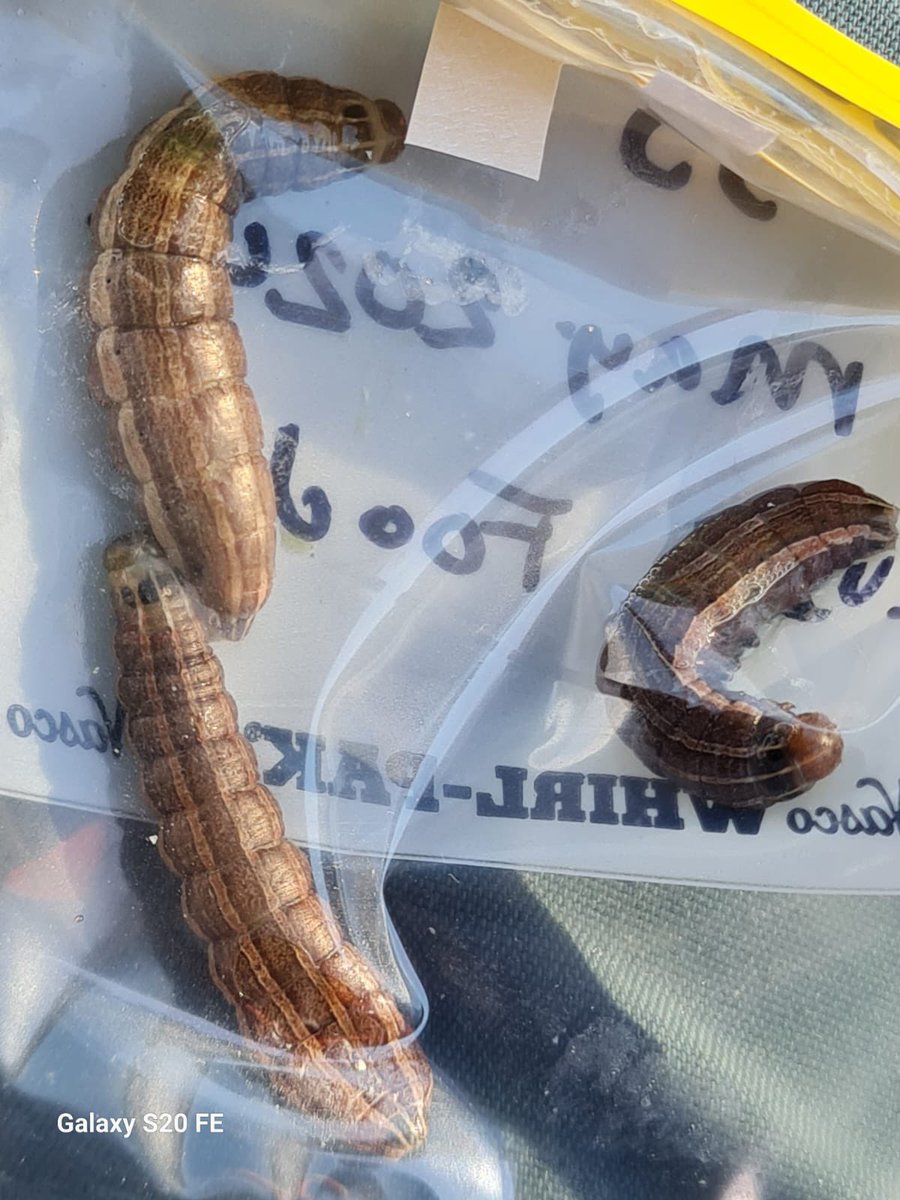 Awesome day of field research @McMasterU @McMasterScience collecting the prey of European starling nestlings in collaboration with @ECCCSciTech!