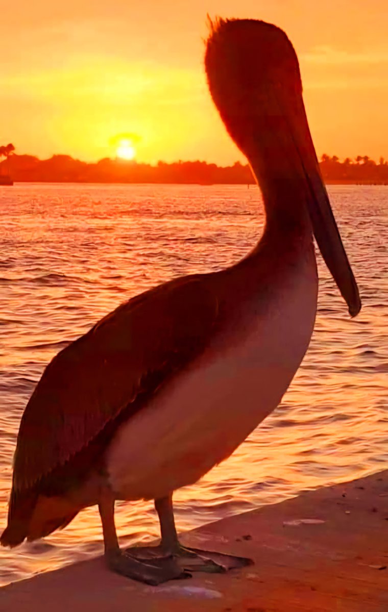 Sunset vibes ✨️ 💛 from beautiful Boynton Beach, Florida. 🐠🌅🌾🌴🧡 @cityofboynton @VISITFLORIDA @BeInspiredFL @FloridianCreat1 @AuthenticFL @born_saltwater @LuxTravelHotels @AventuraRI @PalmBeachesFL #FridayFun #peli