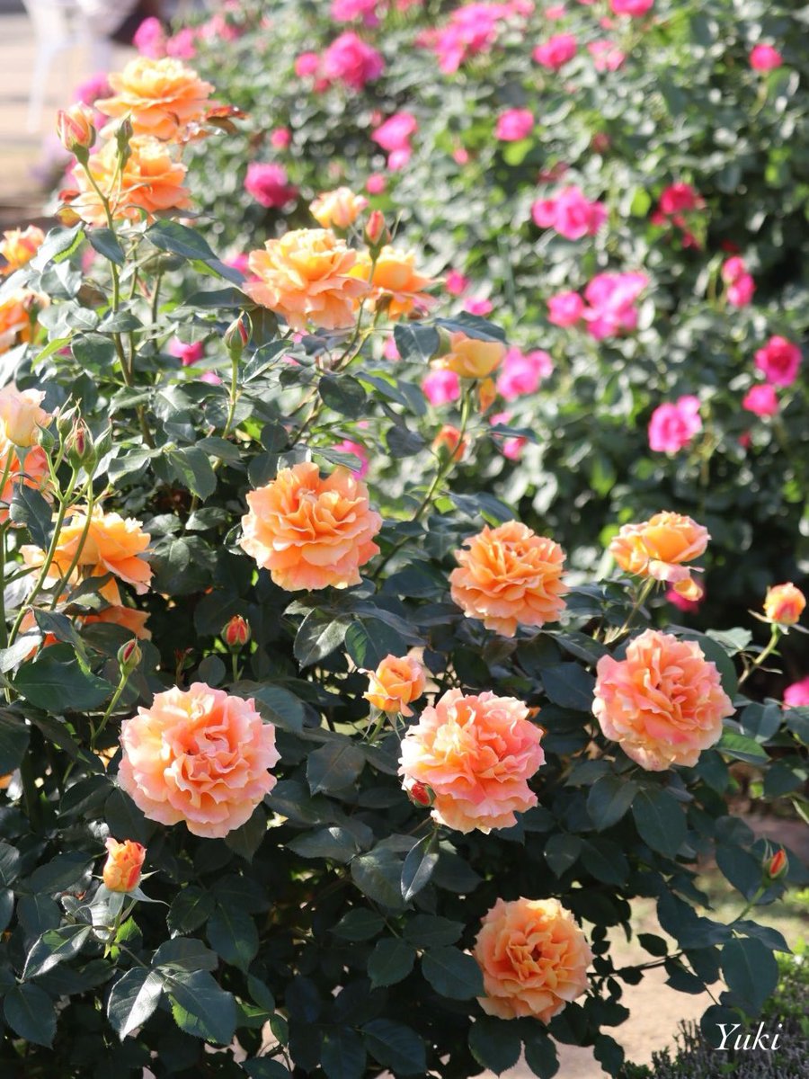 おはようございます🌤️ あしかがフラワーパークにて 優しい色合いの薔薇🧡 2024/05/05 薔薇の季節になりましたね🌹 素敵な週末になりますように 𓂃◌𓈒𓐍 #photography #TLを花でいっぱいにしよう