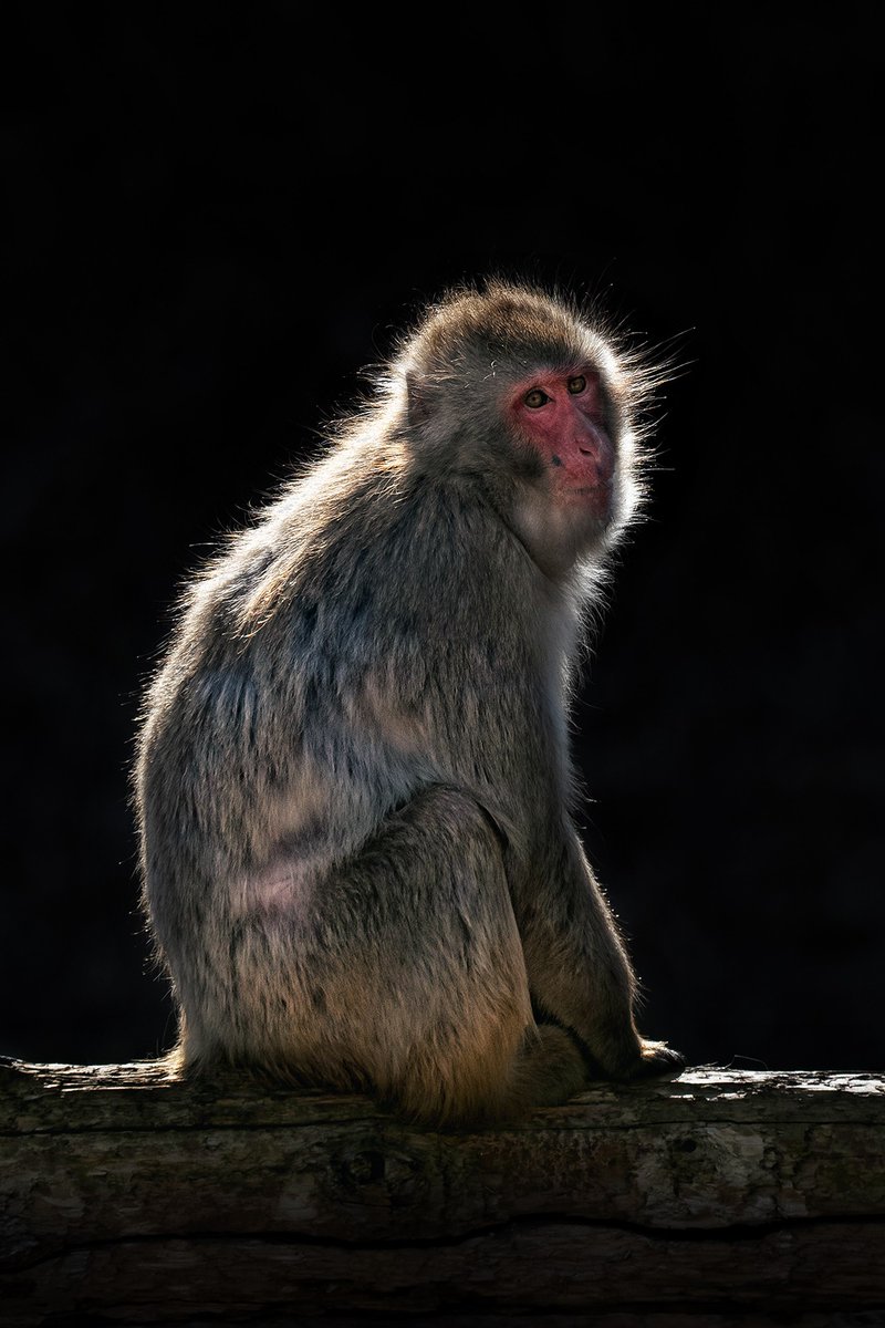 kiyokari43's tweet photo. 日本猿
Japanese macaque https://t.co/085ZTryrdl
