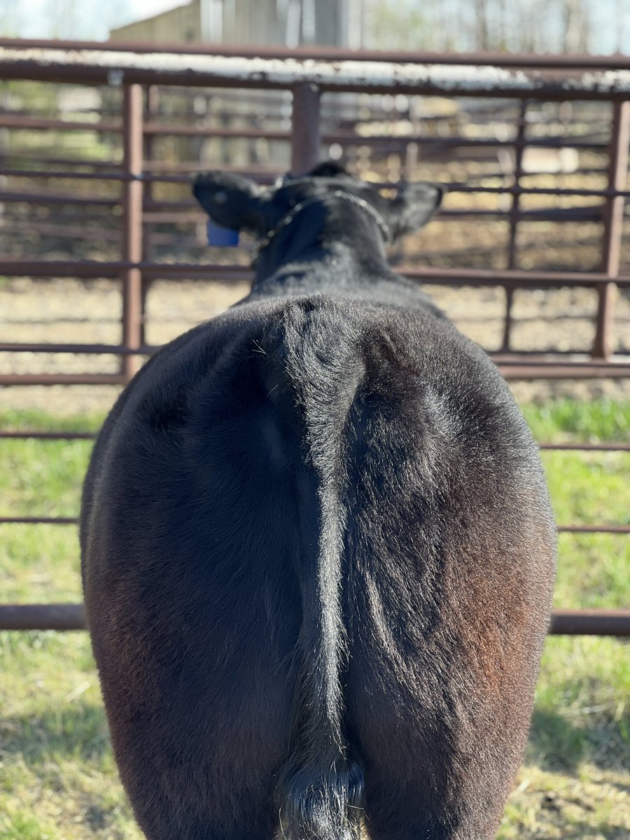 Trailer cleaned, truck &amp; trailer washed, steer &amp; heifer washed, tack packed - clipping tonight and then jackpot ready for the morning 😊 it takes a lot to drag these calves up and down the show road but absolutely love doing it and have some great friends to do it with! #showmom