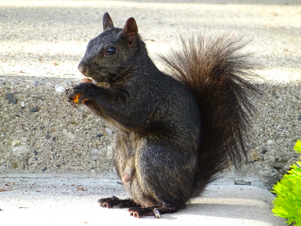 Beautiful grey squirrel (black variation) on front porch step today