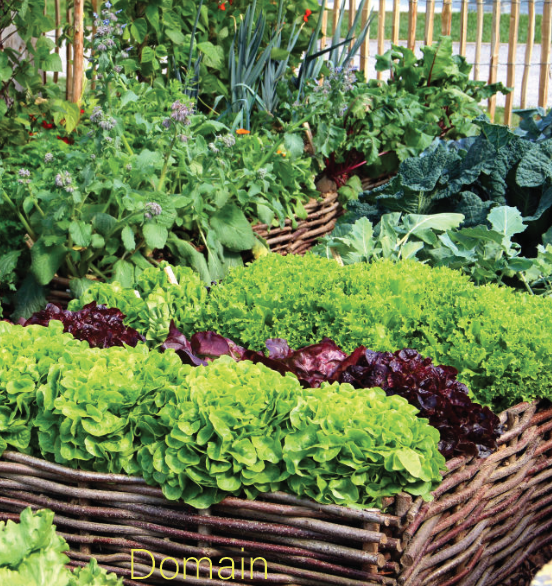 NatureNestMelb's tweet photo. Small Scale Farming is one of the most effective acts that you can do in your own backyard! Here are a few examples of how Melbourne gardeners have maximised their living space to grow! 🌱

-

#savetheplanet #sustainable #nature #naturenest https://t.co/Nz8OjnsOCL