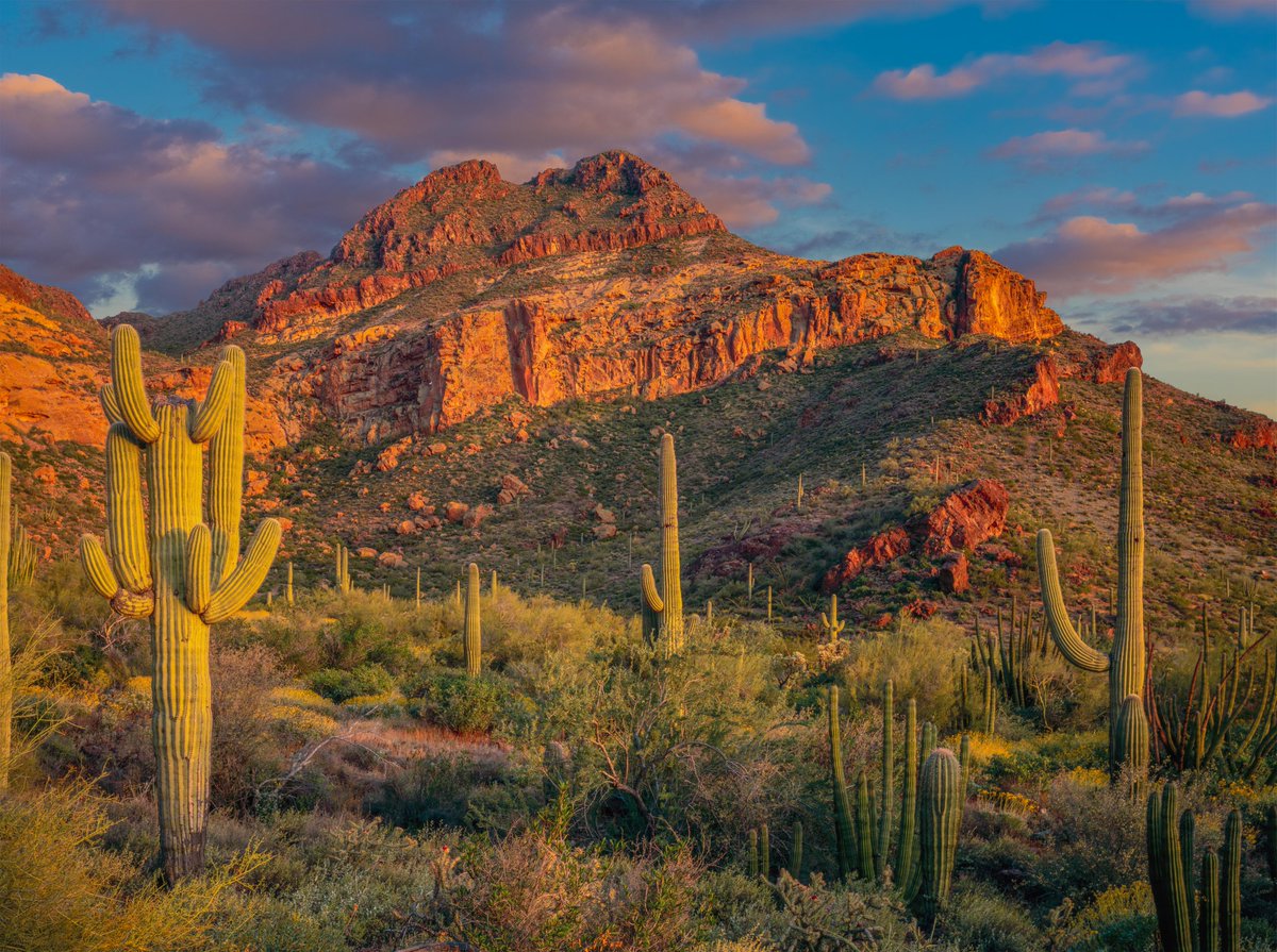 Arizona is a beautiful place to call home. While the sun sets, the Saguaro Cactus stands tall as Arizona's state plant and an iconic symbol of our desert. Happy #NationalCactusDay! 🌵