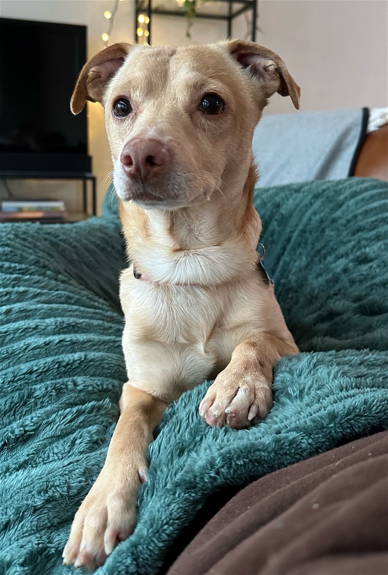 Looking for your furever bff? Hap is a cuddly, mellow guy who loves snuggles &amp; learning tricks. He thrives with confident leaders &amp; would be an amazing jogging partner! Learn more about Hap here -&gt; doggoneseattle.org/adoptable-dogs…

#AdoptDontShop #Seattle #Dogs