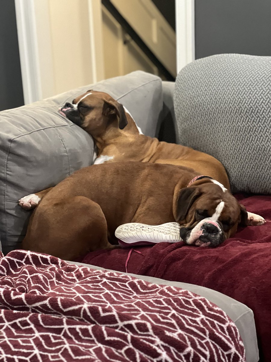 Crystal (bottom boxer) is resting comfortably after her spay. She will never be used again for profit. She was vaccinated &found to be full of worms. The mills do nothing but use & neglect the Moms. This #Mothersday think of the #Moms #boxerdogs #donate #saynotopuppymills #dogs