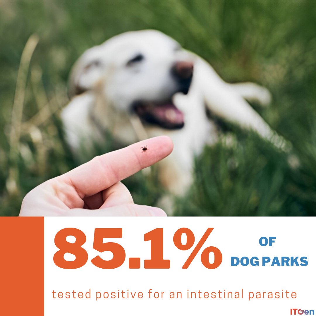 Dog parks may have parasites harmful to your furry friends. Test and protect them. #itgen #vet #vetmed #veterinarian #rapidtest