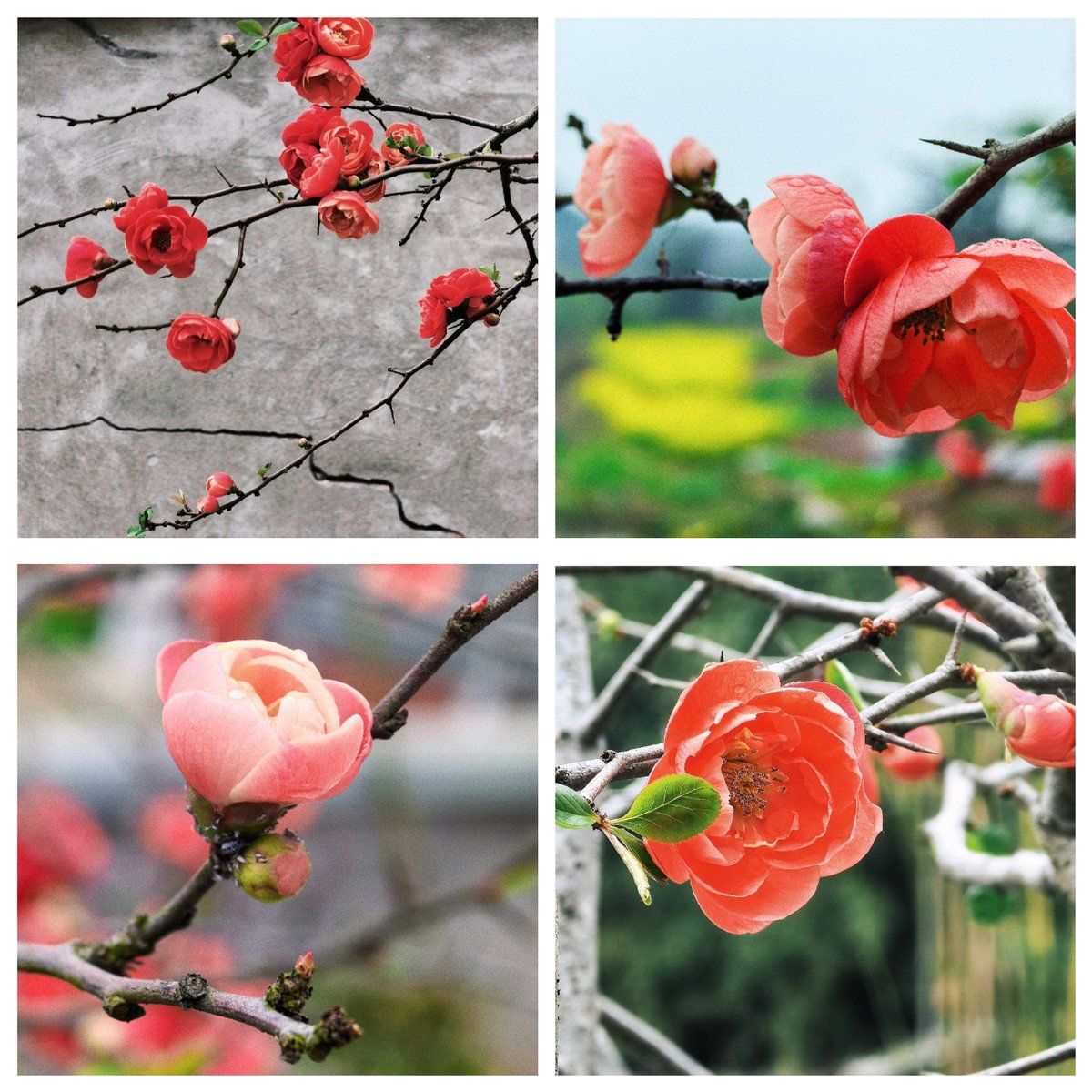 “海棠笑迎客，留步看花溪。”含苞的海棠透着浅浅的粉红色，更增添了一份柔美淡雅。