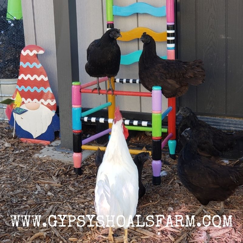 Chillin Chickens! 🖤 l8r.it/1NI7 🖤#ayamcemani #gypsyshoalsfarm #ayam #cemani #acba #exoticpoultry #chickensofinstagram #chickensofig #ayamcemanis #lamborghini #kadanath #backyardchickens #rarechickens