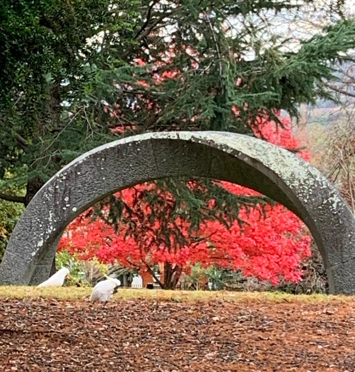 VickiTreadell's tweet photo. #goodmorning from #Canberra!
#Archstone
#Cockatoos
#Evergreen
#Autumn red https://t.co/OQDL4DyzrW