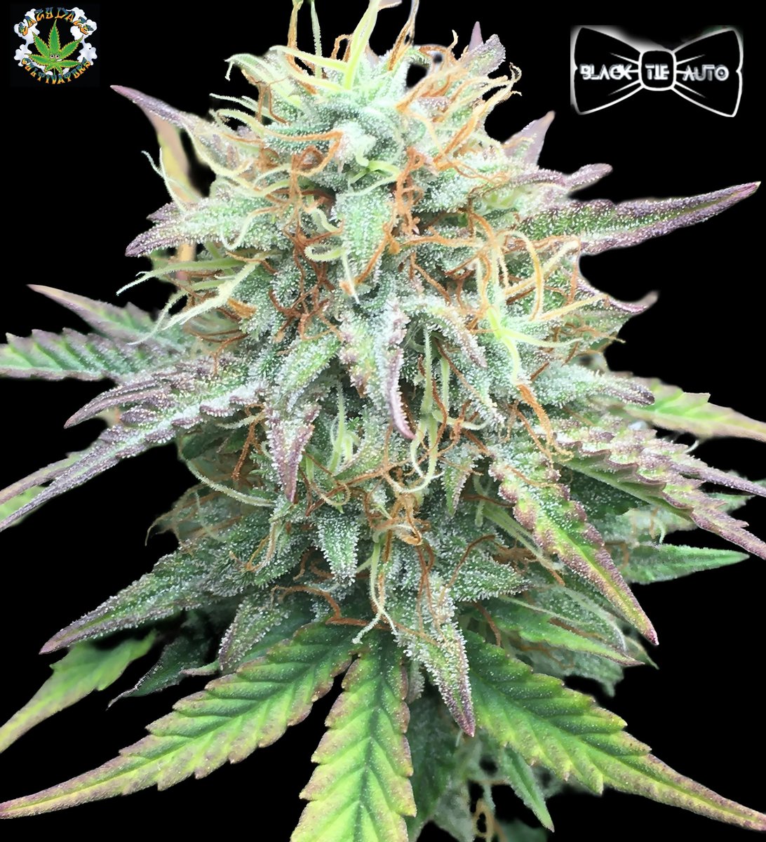 Black Tie Feminized autoflower 3 pack for only 30
 bred by @eazydazecultivators
Check it out 

walipiniseedbank.com/product/black-…
#eazydazecultivators 
#walipiniseedbank
