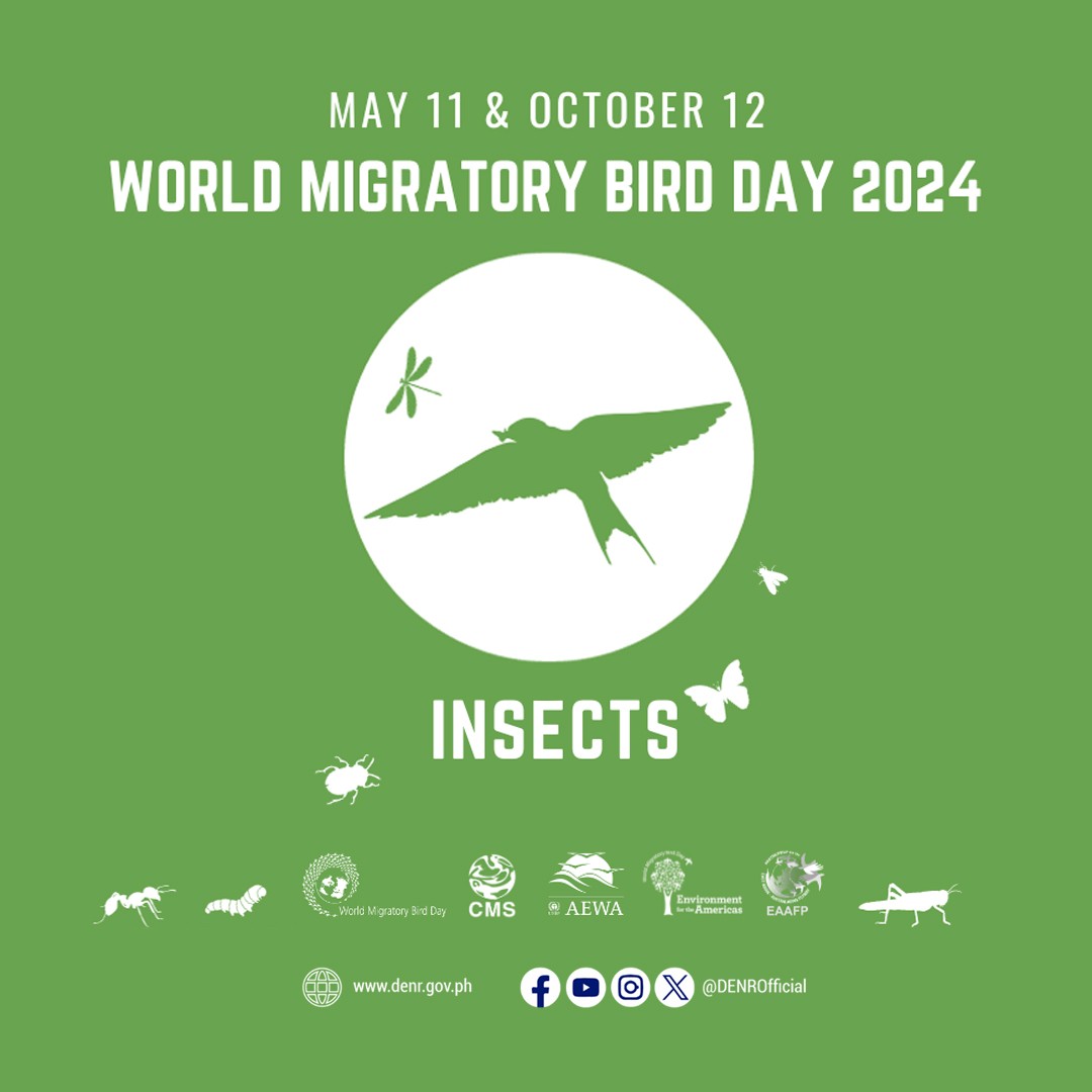 The DENR joins the nation in celebrating #WorldMigratoryBirdDay! W/ the theme 'Protect Insects, Protect Birds,' today's celebration sheds light on the intricate relationship between migratory birds and insects, crucial for their survival. 🌍🦋🐦 #EnvironmentForLife #DENRInAction