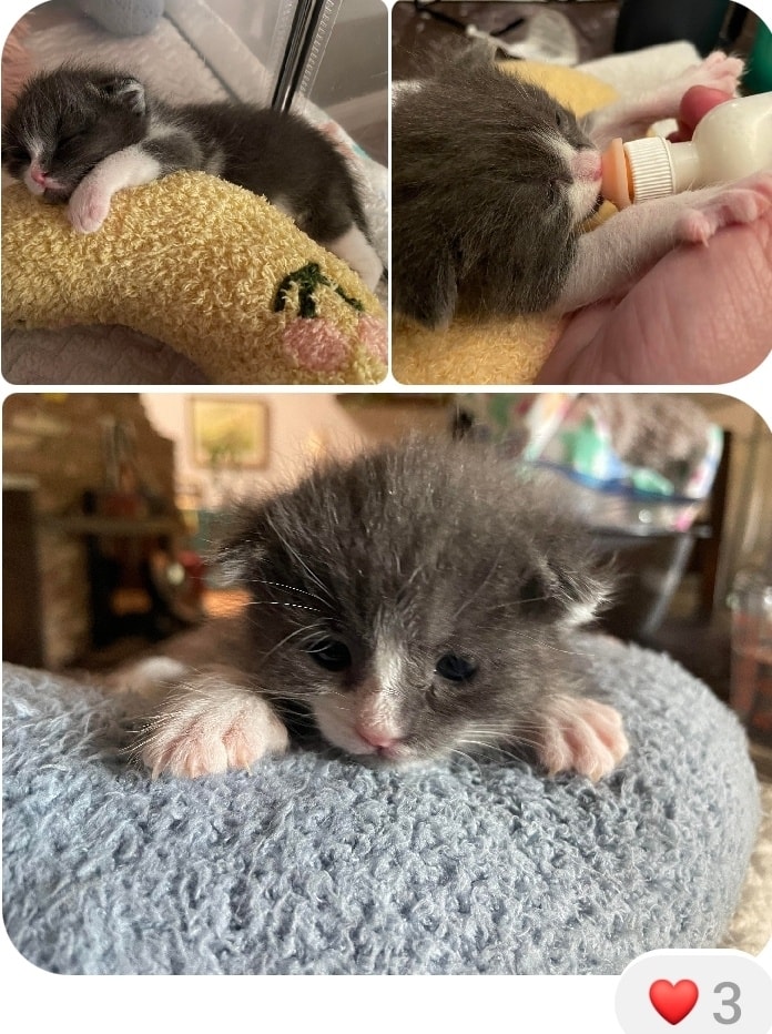 #LifeInTheFosterhood 
Fed, tucked in, nap time.
PURRlease supPURRt our mission to help with the many #tinybutmighty like these sweeties.
ItsieBitsieRescue.org 
 #savinglives #stillgrowing #kittenseason #fosters2023  #felinefriday #fbf