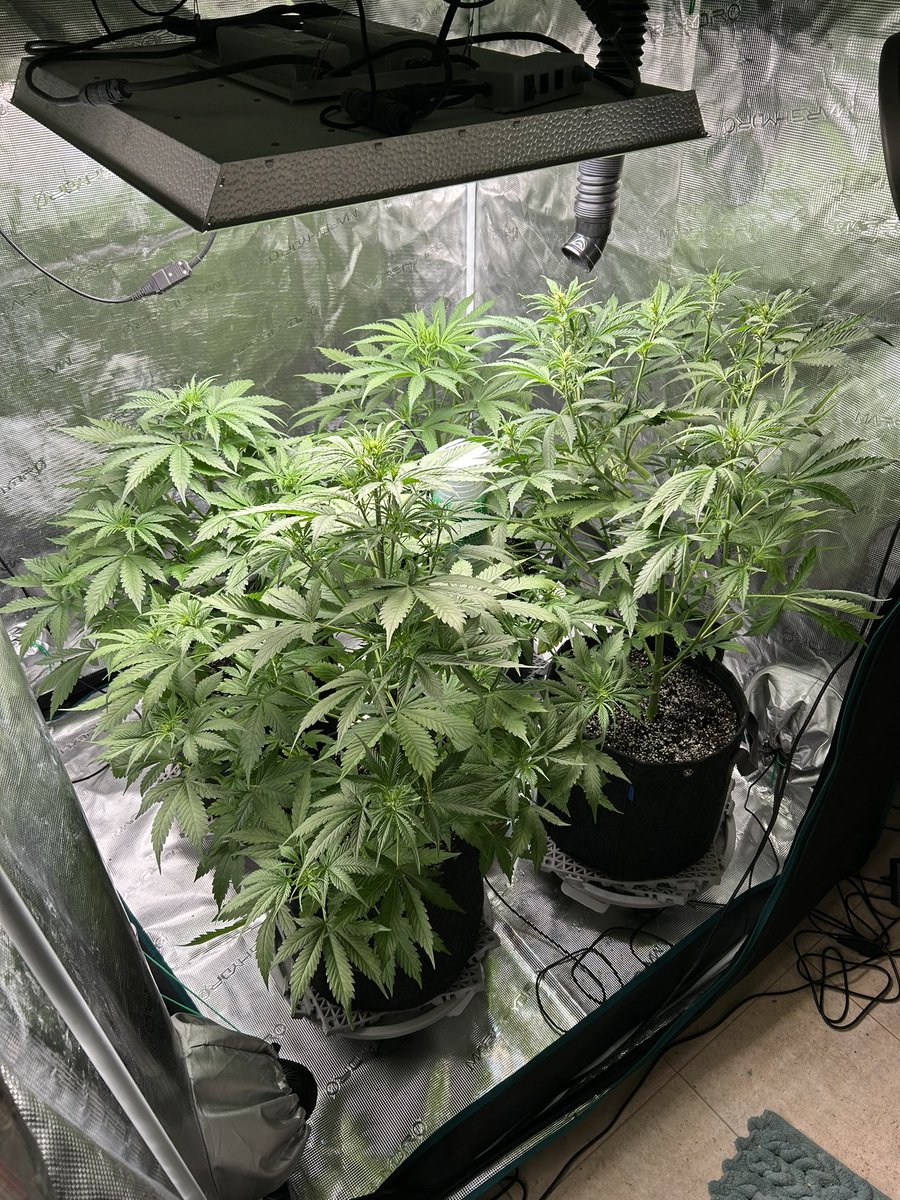 Day 31 since sprout for these ladies #autoflower #CannabisCommunity