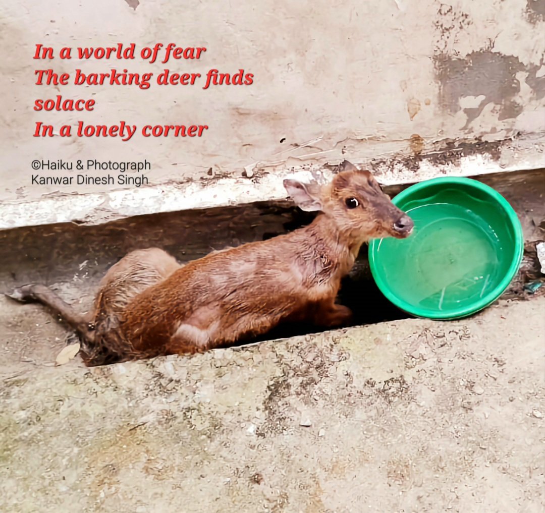 Kanwar Dinesh Singh (@k_dineshsingh) on Twitter photo FAWN IN FRIGHT...🦌
In a world of fear
The barking deer finds solace
In a lonely corner.
©Kanwar Dinesh Singh
#haiku #haikuchallenge <a href="/BashoSociety/">Basho Society</a> <a href="/WalesHaiku/">Wales Haiku Journal - SUBS OPEN</a> <a href="/HaikuSeed_/">Haiku Seed Journal</a> @haikufound <a href="/HaikuCrush/">Haiku Crush</a> FAWN IN FRIGHT...🦌
In a world of fear
The barking deer finds solace
In a lonely corner.
©Kanwar Dinesh Singh
#haiku #haikuchallenge <a href="/BashoSociety/">Basho Society</a> <a href="/WalesHaiku/">Wales Haiku Journal - SUBS OPEN</a> <a href="/HaikuSeed_/">Haiku Seed Journal</a> @haikufound <a href="/HaikuCrush/">Haiku Crush</a>