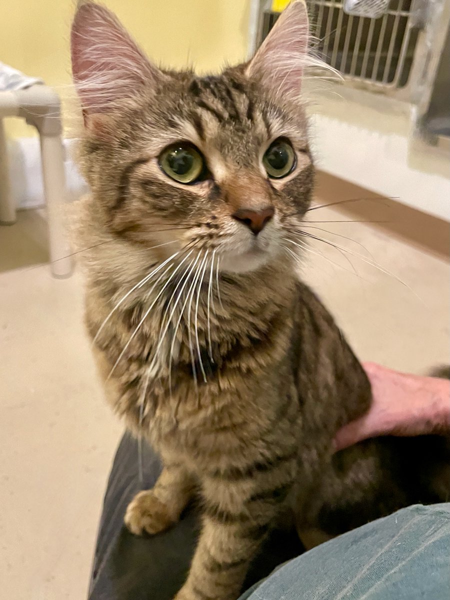 🌷Willow's in intake & will be available for adoption soon! She's a 2yo petite Tabby/MaineCoon mix & still looks like a #kitten. She's as sweet as she is gorgeous💖#Caturday #Saturday #cats #GoodVibes #cute #CatsOfTwitter #va #dc #virginia #maryland #washingtondc #SaturdayVibes