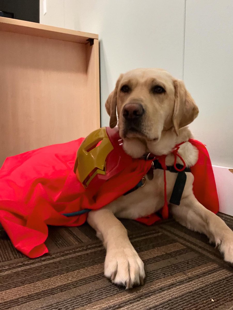 Be your own super hero! Today we had psychodrama at the Be Brave Ranch and I was Iron Man. The children said that my super power is healing hearts and making them feel safe 🥰 -DWW Eddy 🐾 #BeBrave #dogswithwings #therapy #superdog #ironman #psychodrama