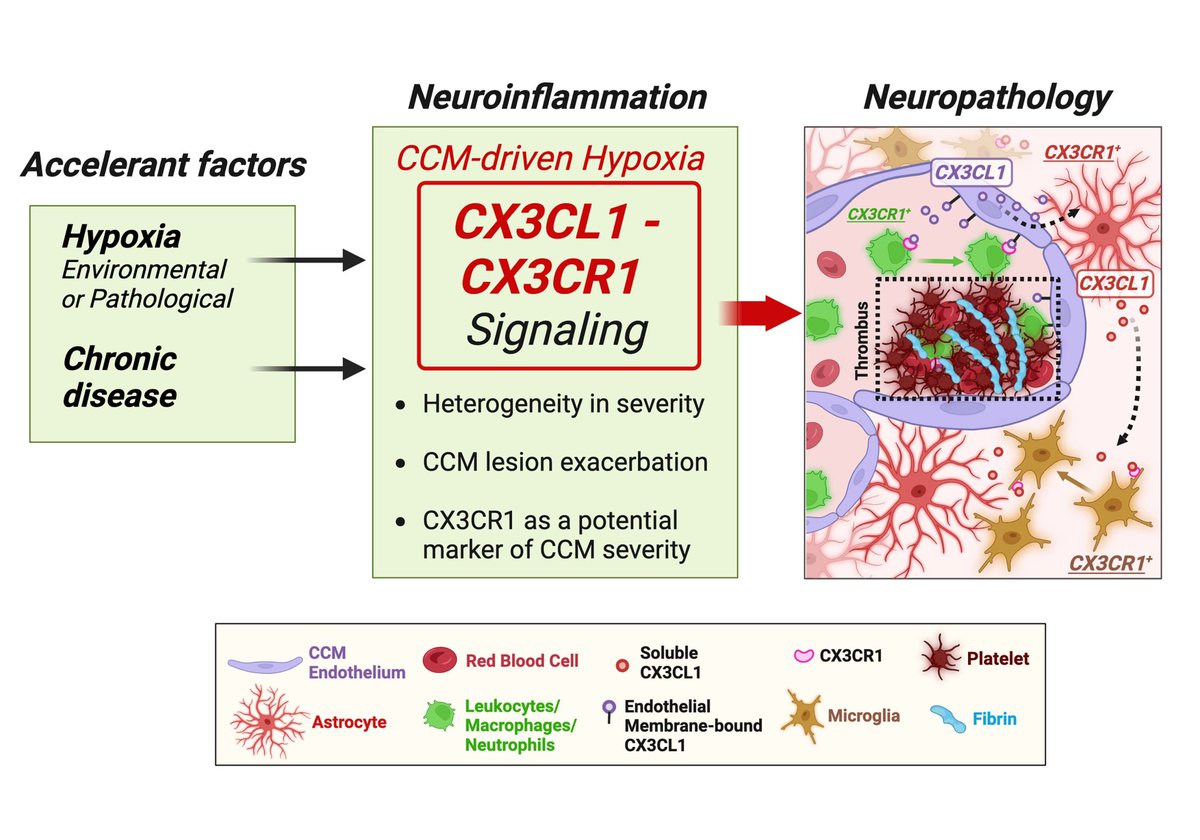 Mild hypoxia can exacerbate neuroinflammation in CCM disease and increase the risk of immunothrombosis, highlighting its role in disease severity @marcoorecchioni @MiguelALopezRa1 ahajrnls.org/3ymWwRW