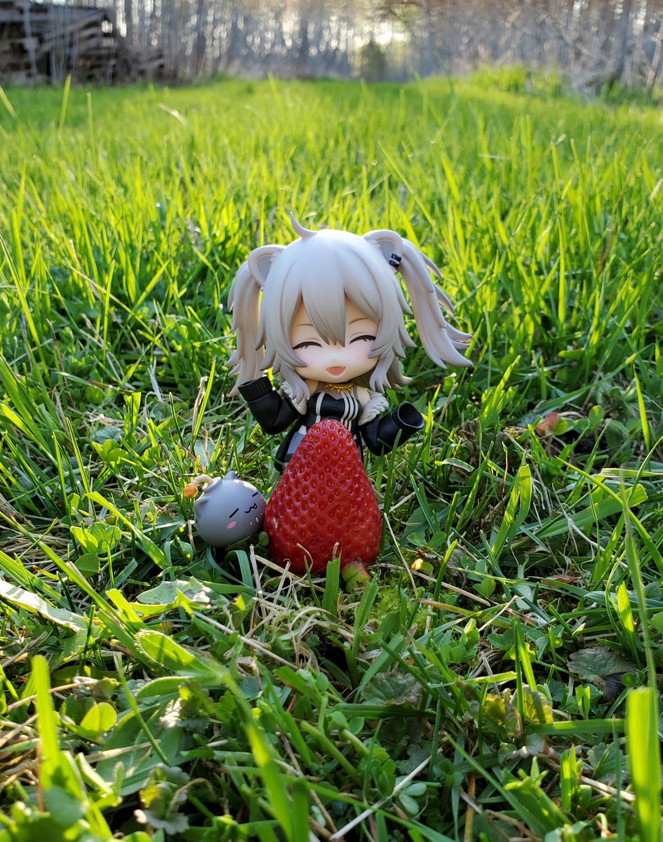 Shishiro is happy to receive a strawberry from you. 
#SSRB #ししらーと  #gscfiguresirl #hololive #nendography