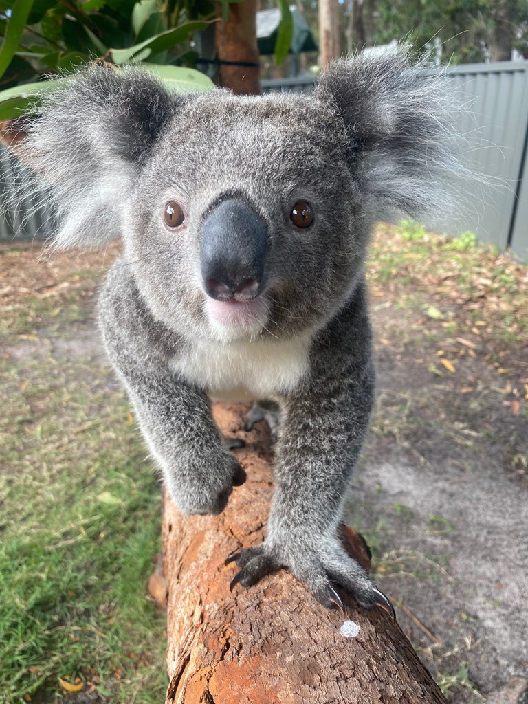 👀 "Look Out" 👀
 
Sharon is loving the extra space now that she no longer has to share with mum.

She sure does love exploring her yard and munching on the tippy leaf that volunteers provide her. 🐨