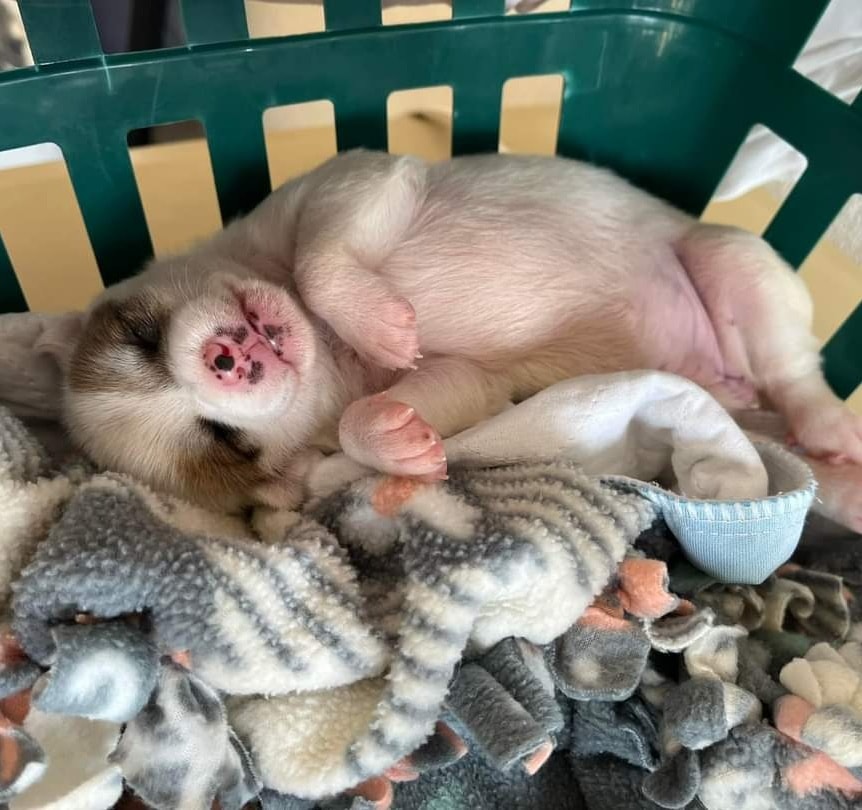 #LifeInTheFosterhood
When you just need a nap,  anywhere will do.
PAWlease supPAWt our mission to help with the many #tinybutmighty by visiting ItsieBitsieRescue.org
 #savinglives #puppies #fosters2022 #ittakesavillage  #gratitude #fbf