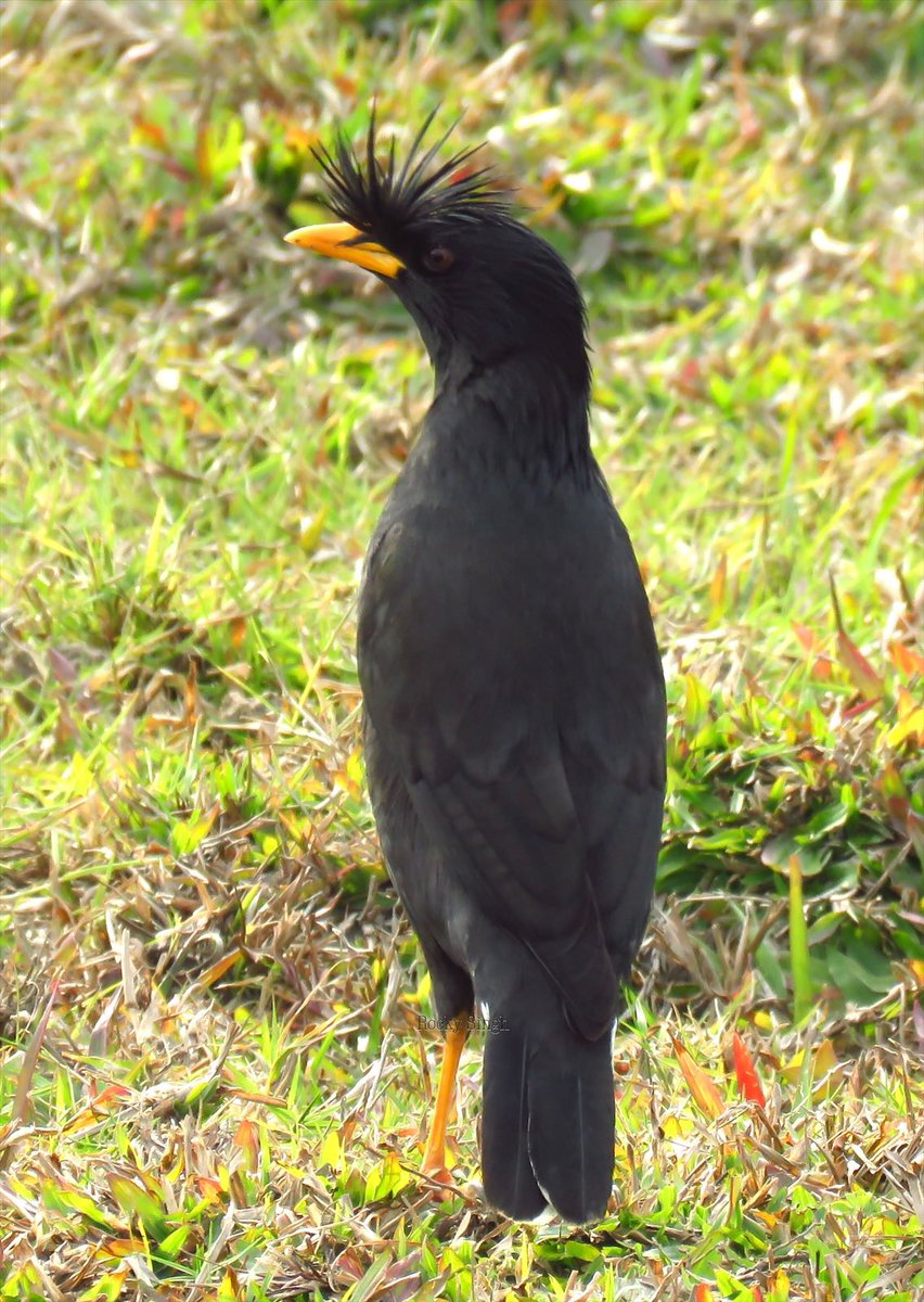 The GREAT one. It’s bold And boisterous and has that funky tuft of big hair at the base or its beak. There’s white markings on the edges of the wings and tail and it’s a striking bird when you see it. I love watching them be GREAT @indiaves