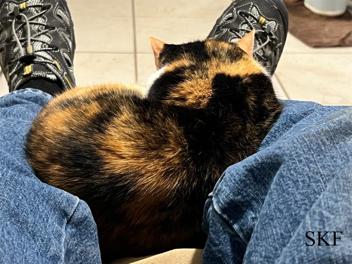 Sanibel: Hello Everyone, well the Big Guy is exhausted after a busy week and having to work on his day off today To meet with the State Fire Marshal The buildings did pass with a few minor discrepancies he fixed. It was a stressful day for him, 🙀🙀🙀 #CatsOfTwitter #Calico