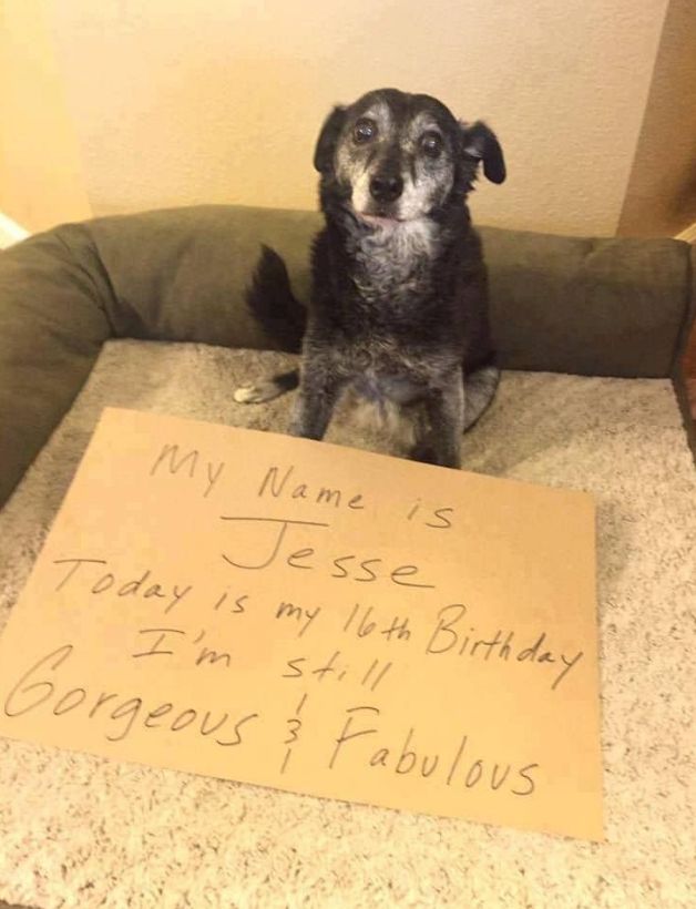 Our beautiful girl Jesse turn 16 today. Could you wish him a happy birthday 🎂♥️