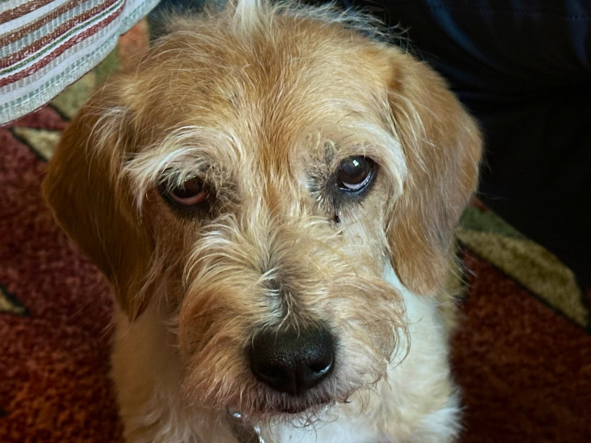 𝕭𝖎𝖘𝖍𝖔𝖕 𝕽𝖔𝖇𝖊𝖗𝖙 𝕽𝖊𝖊𝖉 𓀦 tweet media