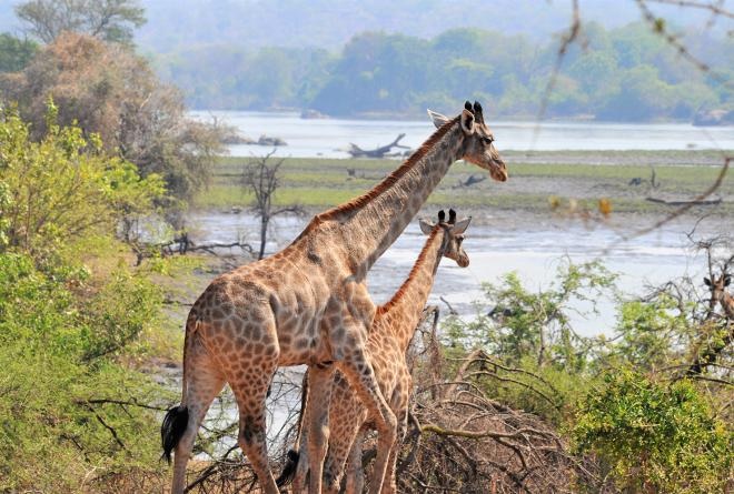 Organización enfocada no solo en la conservación, sino en la recuperación y rehabilitación de fauna y flora de los parques naturales del centro y sur de África  

humanizationoftechnology.com/conservacion-y…

#africa #parques #naturaleza #ecologia #vidasilvestre #vidasilvestre_naturaleza #ecologia