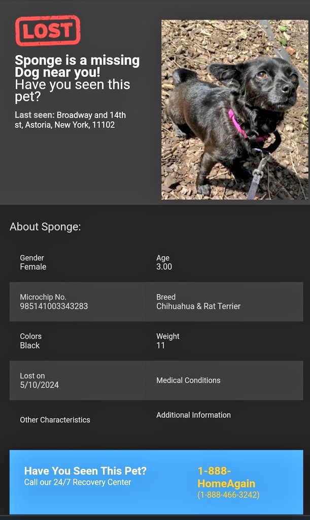 📢🇺🇸🗽😿🆘️Please RT to find Sponge #NYC #Missingdog #lostdog #Queens #dogsoftwitter #DogsOfX @HAPetRescuer