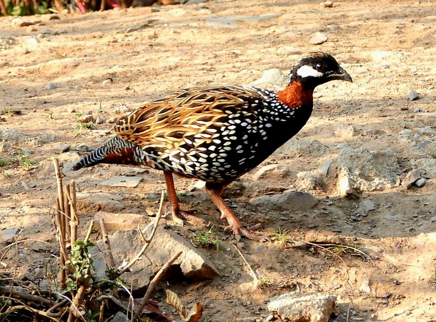 Black francolin! State bird #Haryana @UTDBofficial #IndiAves #BBCWildlifePOTD #BirdsSeenIn2024 #ThePhotoHour #birdwatching @NatureIn_Focus @Team_eBird @NatGeoIndia #GoodMorningTwitterWorld @NatureattheBest #birding #NaturePhotography #birdphotography @ParveenKaswan #Nikon