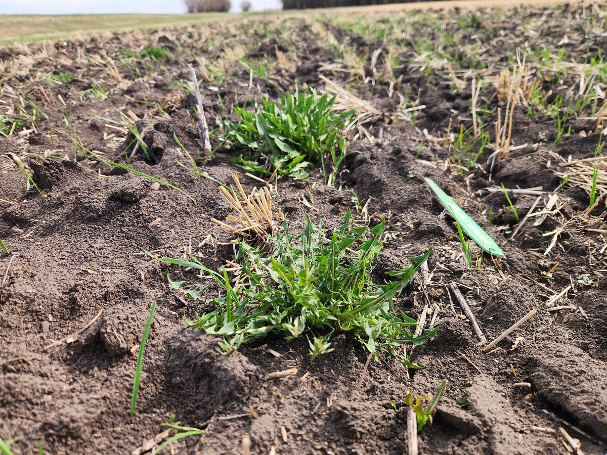 bari_khaled's tweet image. Early growth stages are crucial for canola &amp;amp; wheat, with the first 4-6 weeks for canola &amp;amp; 3-5 weeks for wheat being critical weed-free periods. Prioritize pre-seed burn down to tackle weeds &amp;amp; maximize crop potential. #plant24