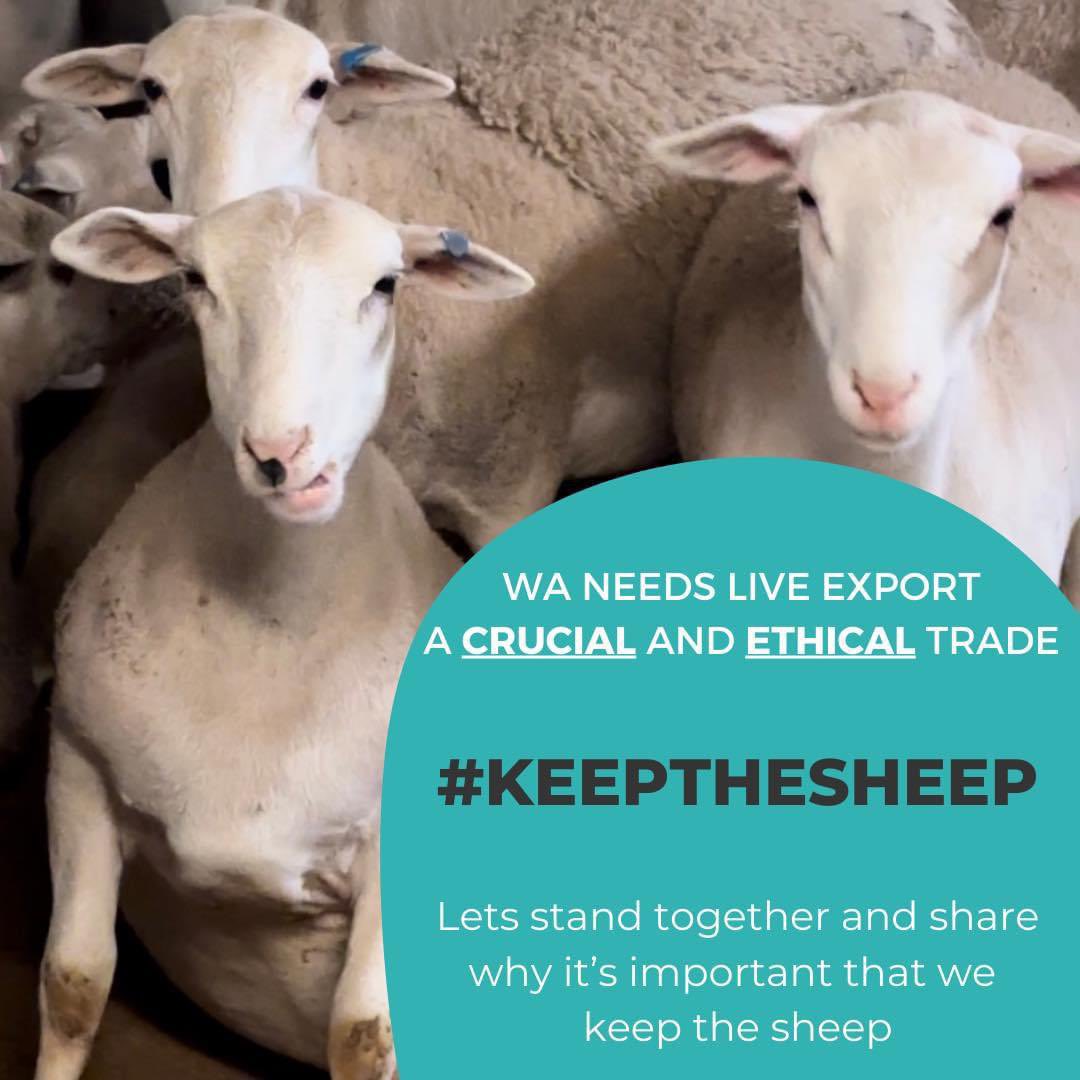 An important day today to stand together, remember to stay respectful and share your story 🩵 #keepthesheep