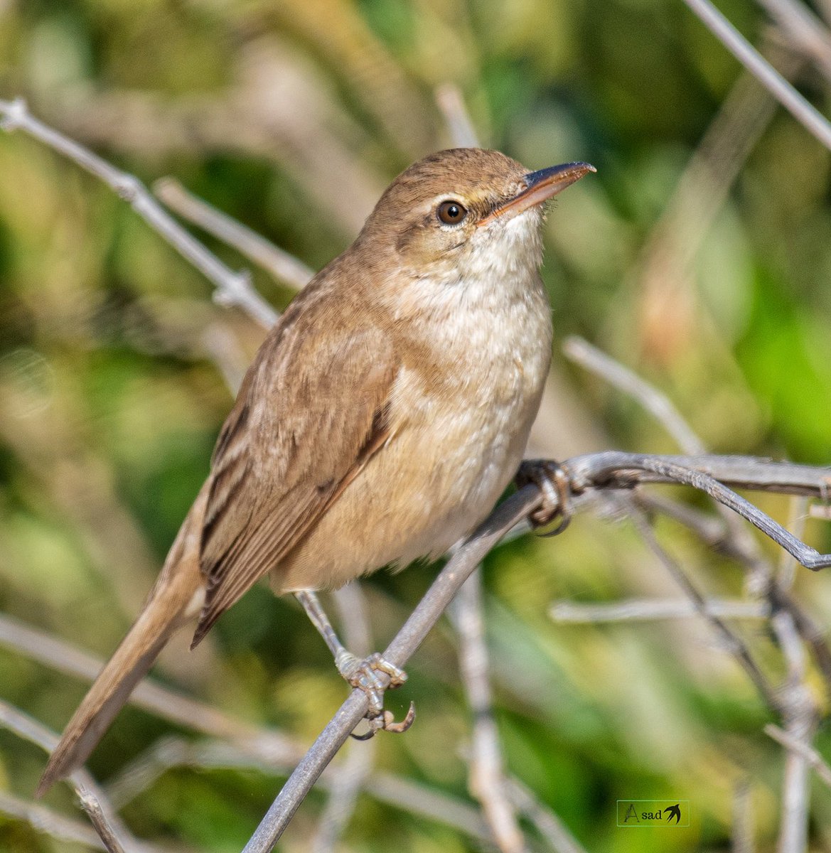 Clamorous reed warbler usually doesn’t show itself so boldly! It prefers to keep within the foliage but keeps announcing its presence by series of peculiar calls while foraging deep inside the bushes. #IndiAves #Birdphotography #BBCWildlifePOTD #birdwatching #birding