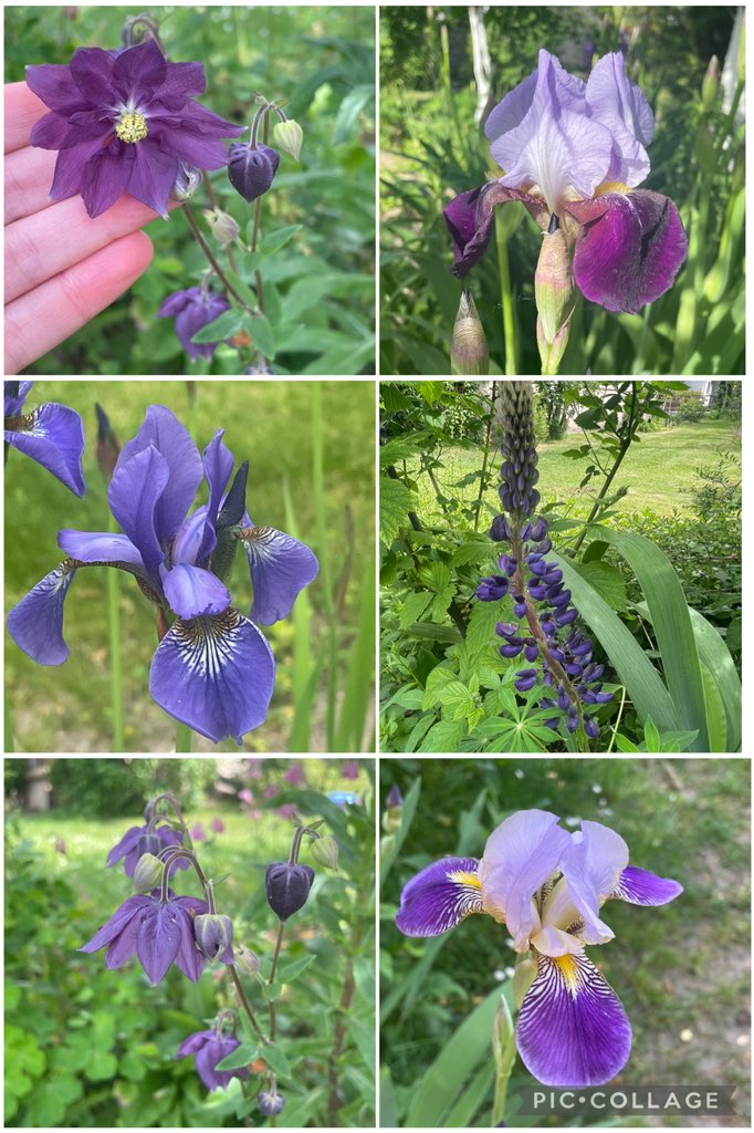 Purples for #SixOnSaturday with irises, lupins and aquilegias