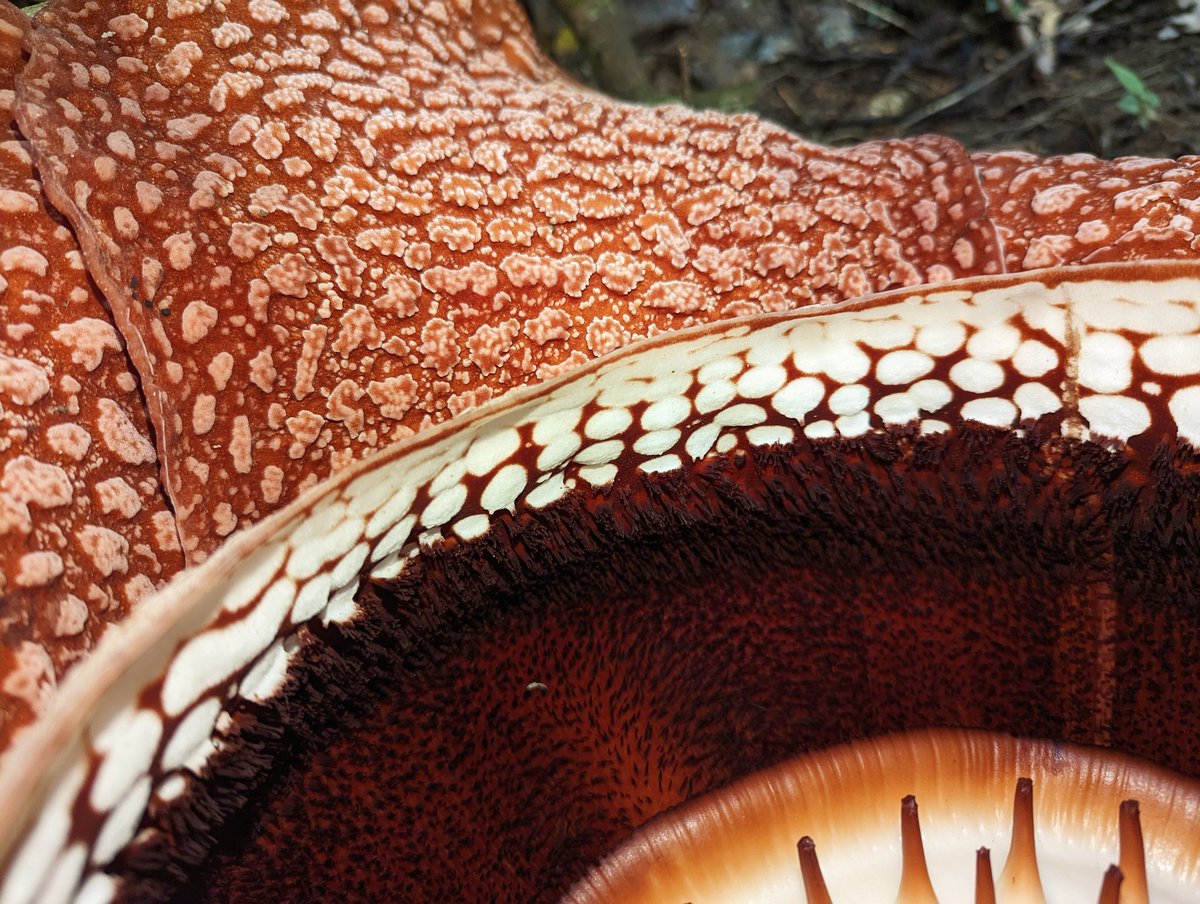 The interior of Rafflesia, the world's largest flower, is something not of this world: