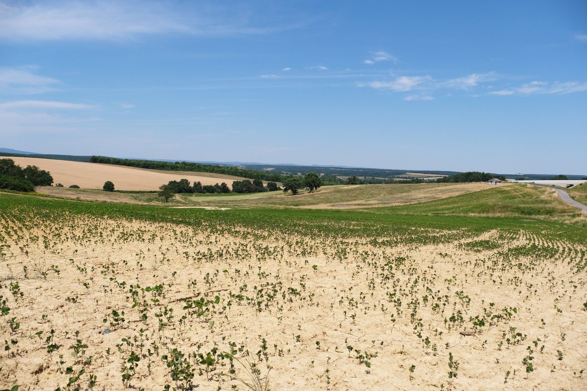 @OrganicsEurope This is a 'healthy soil' in Austria, where an organic farmer grows soybean. Am I the only one to recognize the loss of humus, moisture, high erosion and poor plant development? Why do you deceive the public?