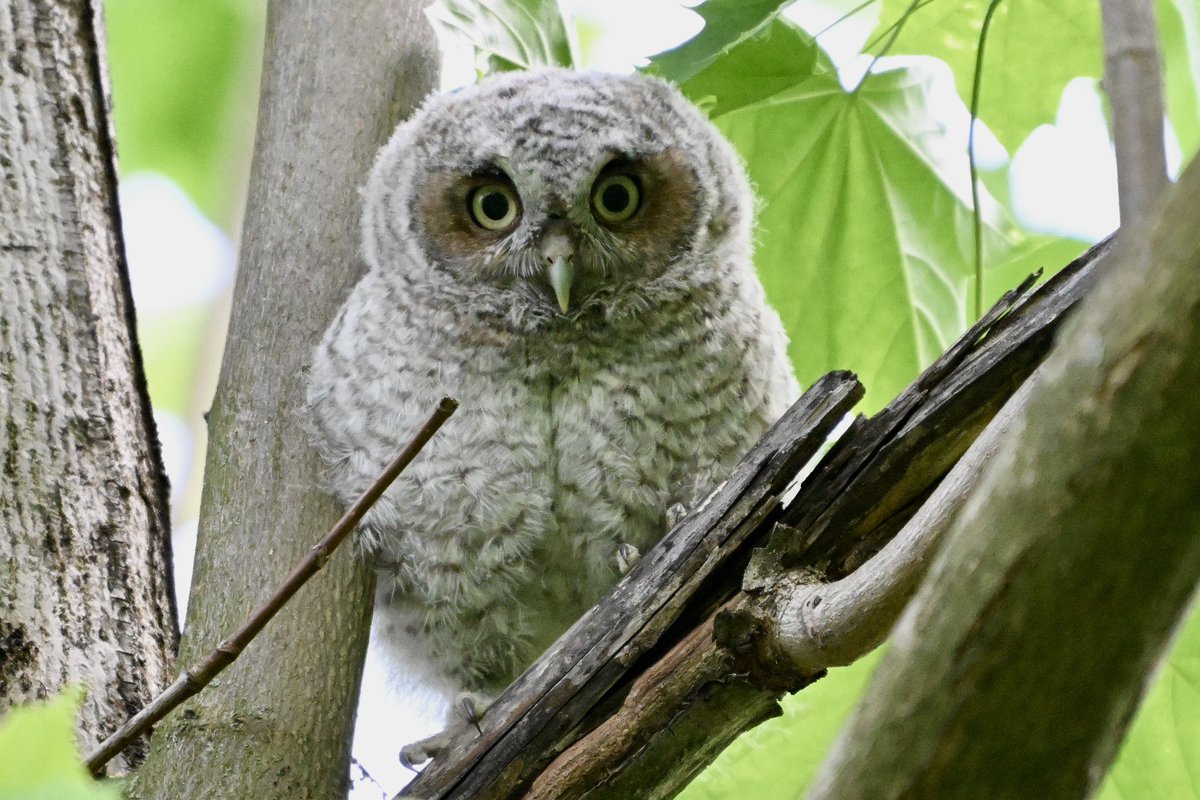 Eastern Screech-owlet! Newly fledged!! #owl #OwletOnline #birding #birdwatching #easternscreechowl #birdphotography #birdphotographer #NaturePhotography #NaturePhotographer #naturelover #naturelovers