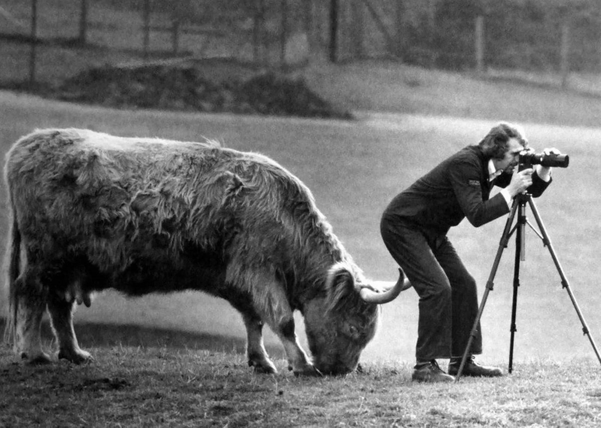 Amateur photographers can find themselves on the horns of a dilemma if they look the wrong way, West Midlands Safari Park, Bewdley, England, 1981 - Mirrorpix