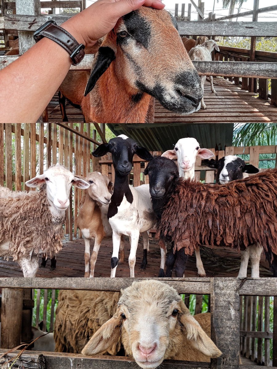 Renungan mata penuh pengharapan. Agar tidak dijual untuk korban tahun ini.

Dah susah nak cari kambing korban harga RM900-1,000 sekarang. Kalau adapun saiz kecil kambing kampung.

Bajet sekarang kena range RM1,200-1,500 baru banyak pilihan. Boer, Katjang, Dorper, Jamnapari?