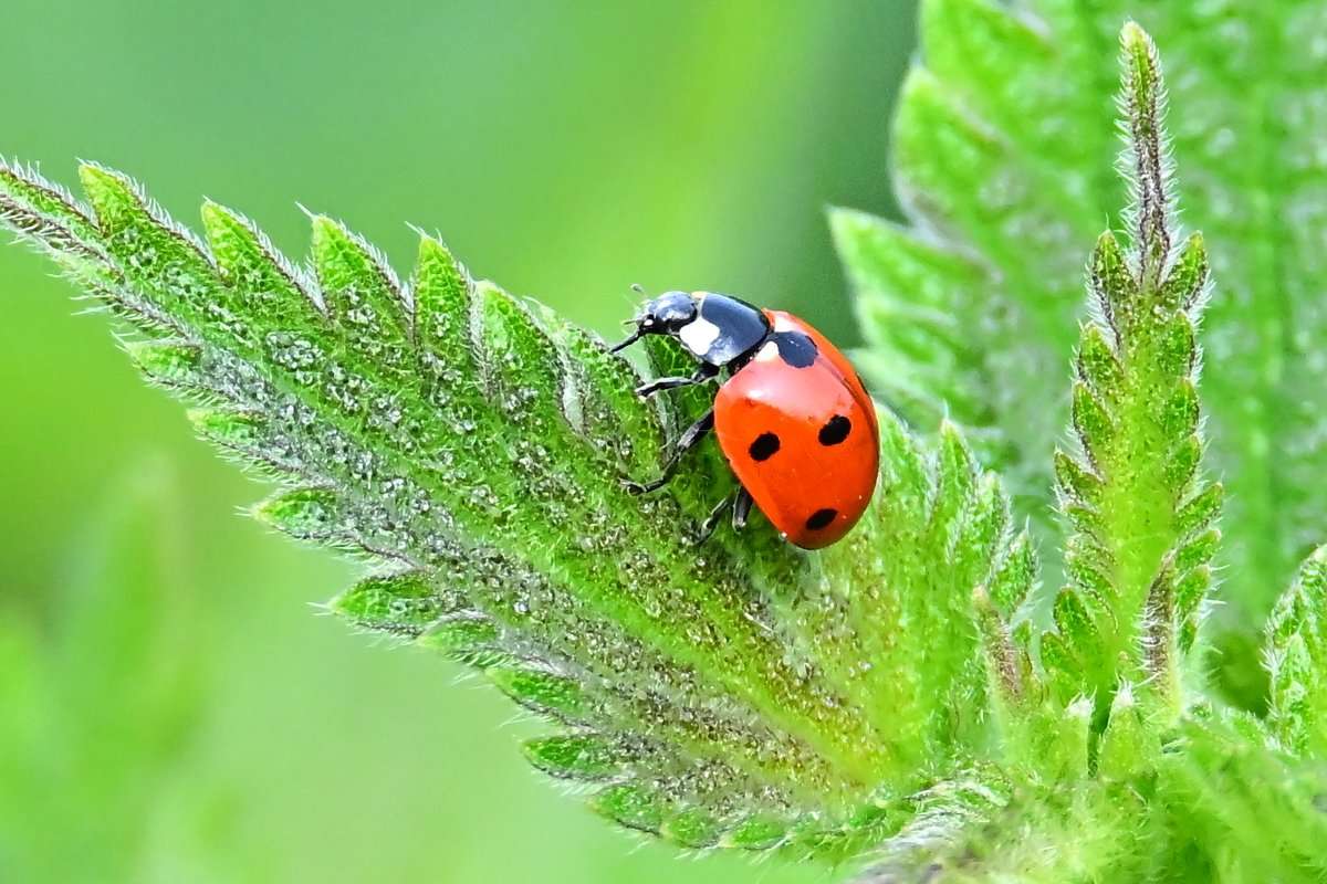 📷 Coccinelle à sept points - Coccinella septempunctata - Seven-spotted Lady Beetle. 🐞 #insecte #nature #NaturePhotography.